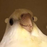 GemminiDrodson's Avatar'