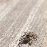 timbrady12345's Avatar'